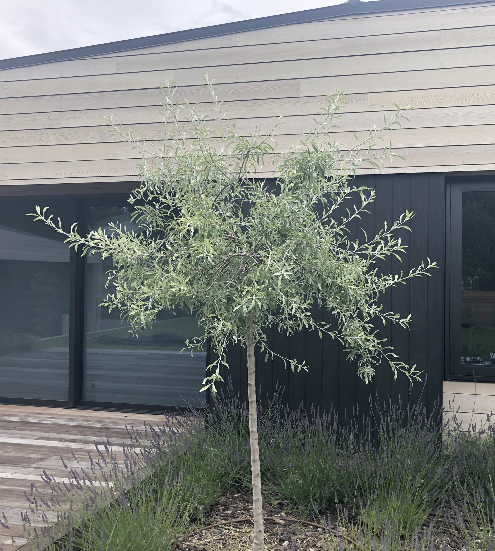Silver Weeping Pear 
