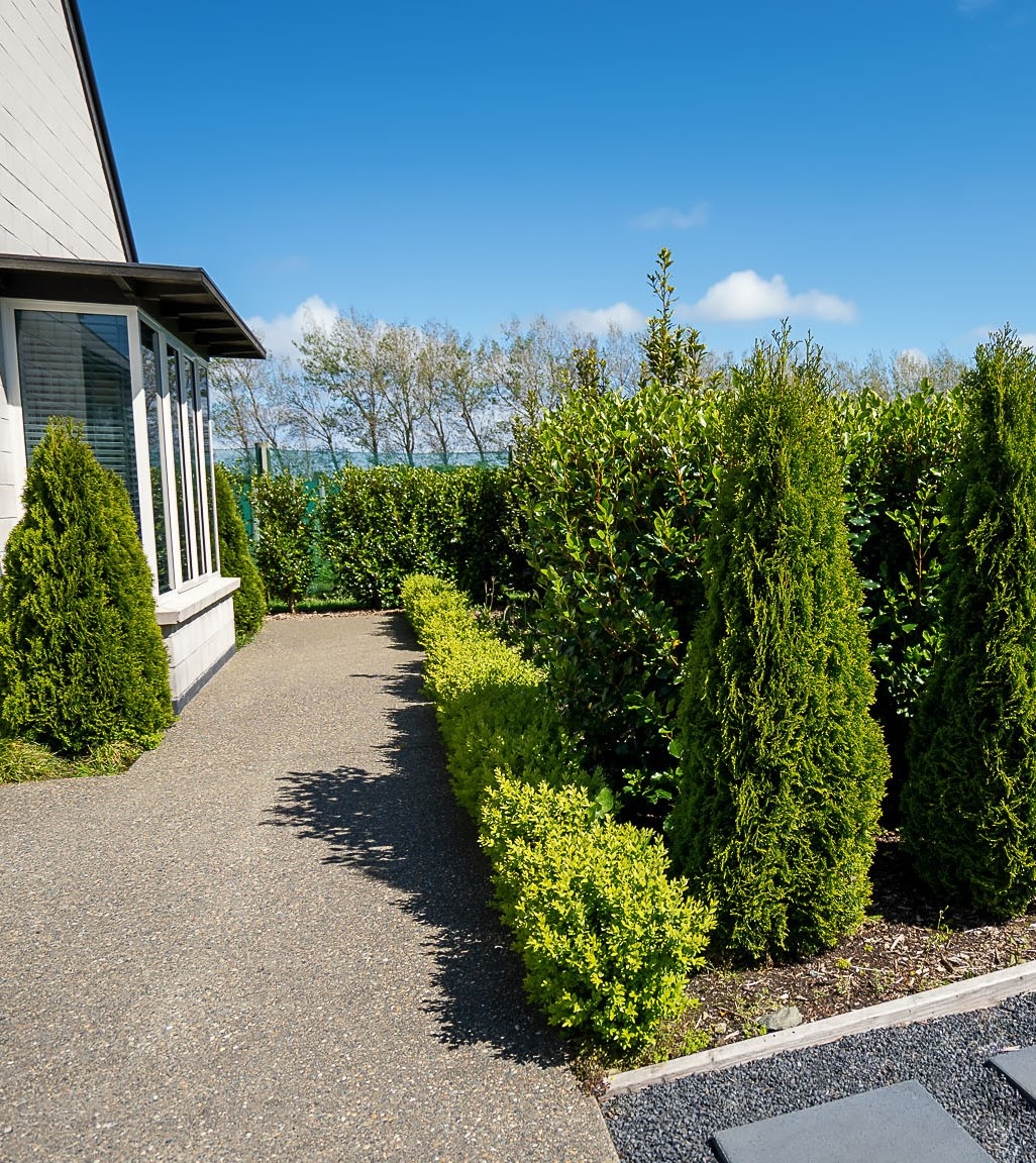 thuja buxus griselinia