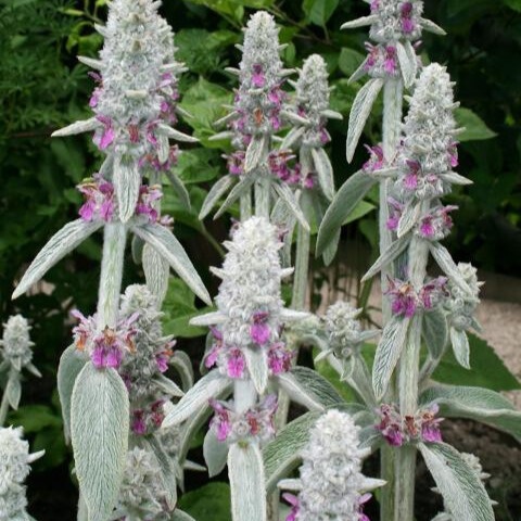 1a1b11e0-b198-49ff-bdd0-316b6cdd6f6d