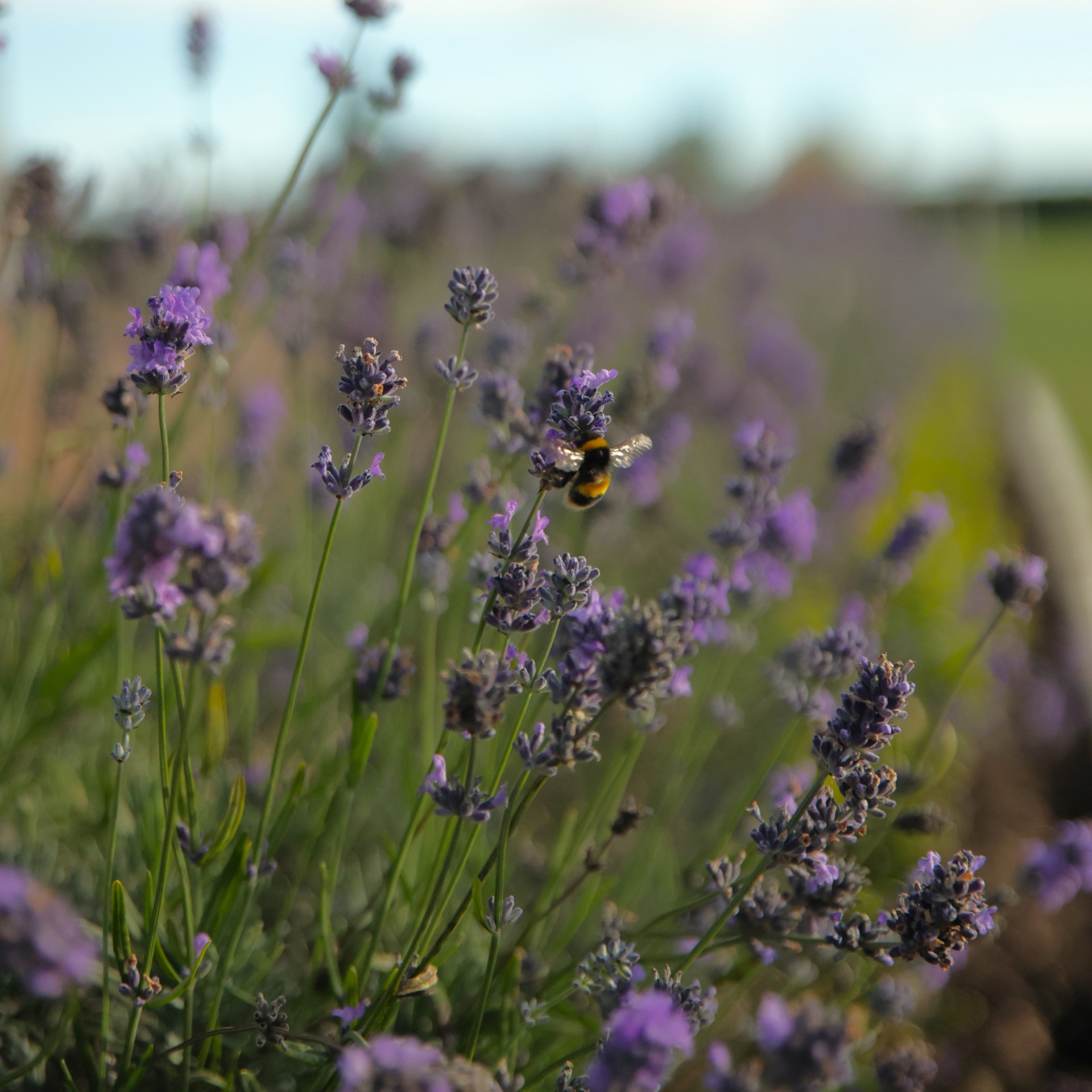 Lavender (1)