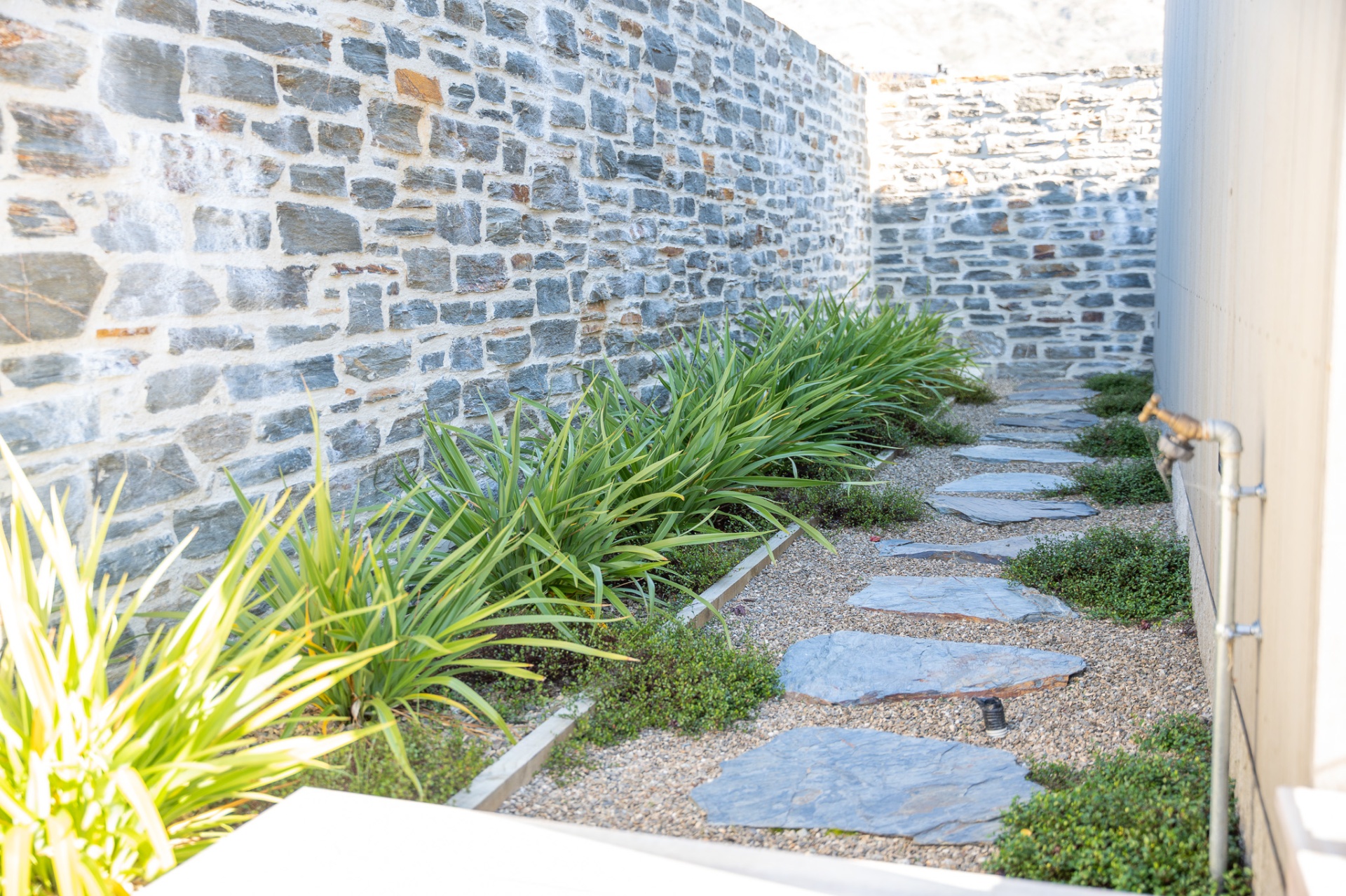 Phormium Emerald Gem + Muehlenbeckia axillaris