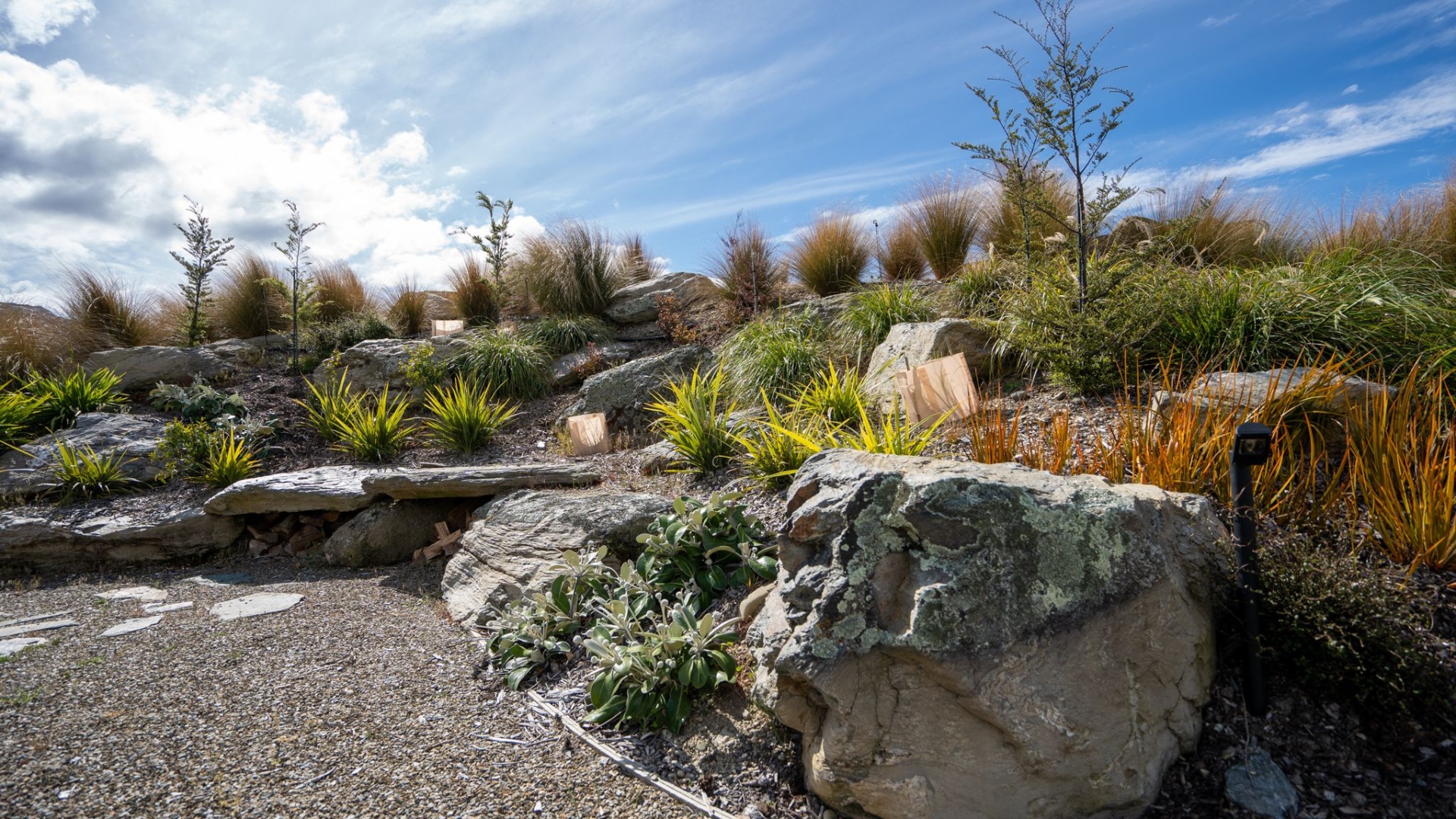 Pachystegia - libertia - phormium