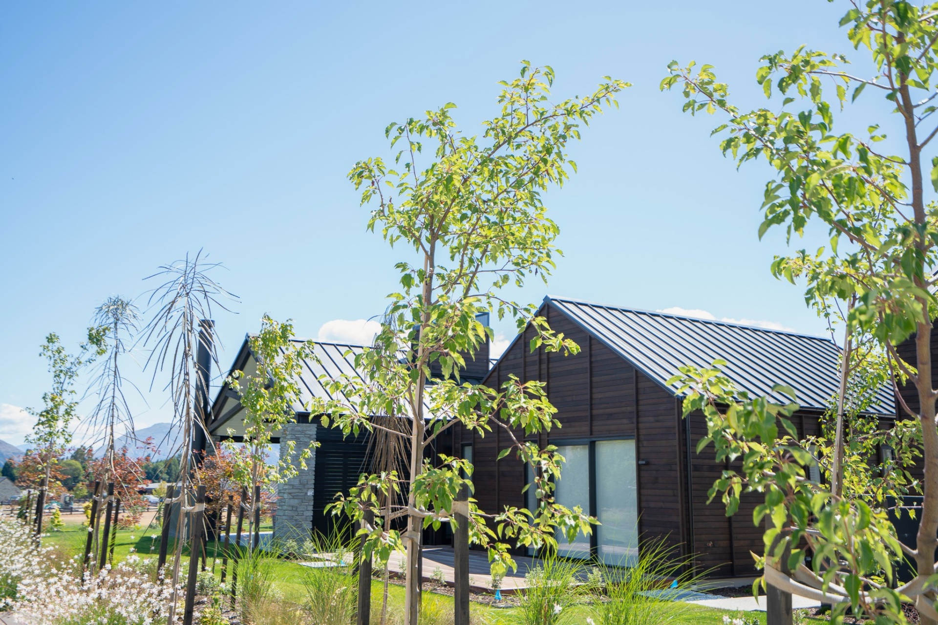 Cover Image - Benefits of planting big Trees 