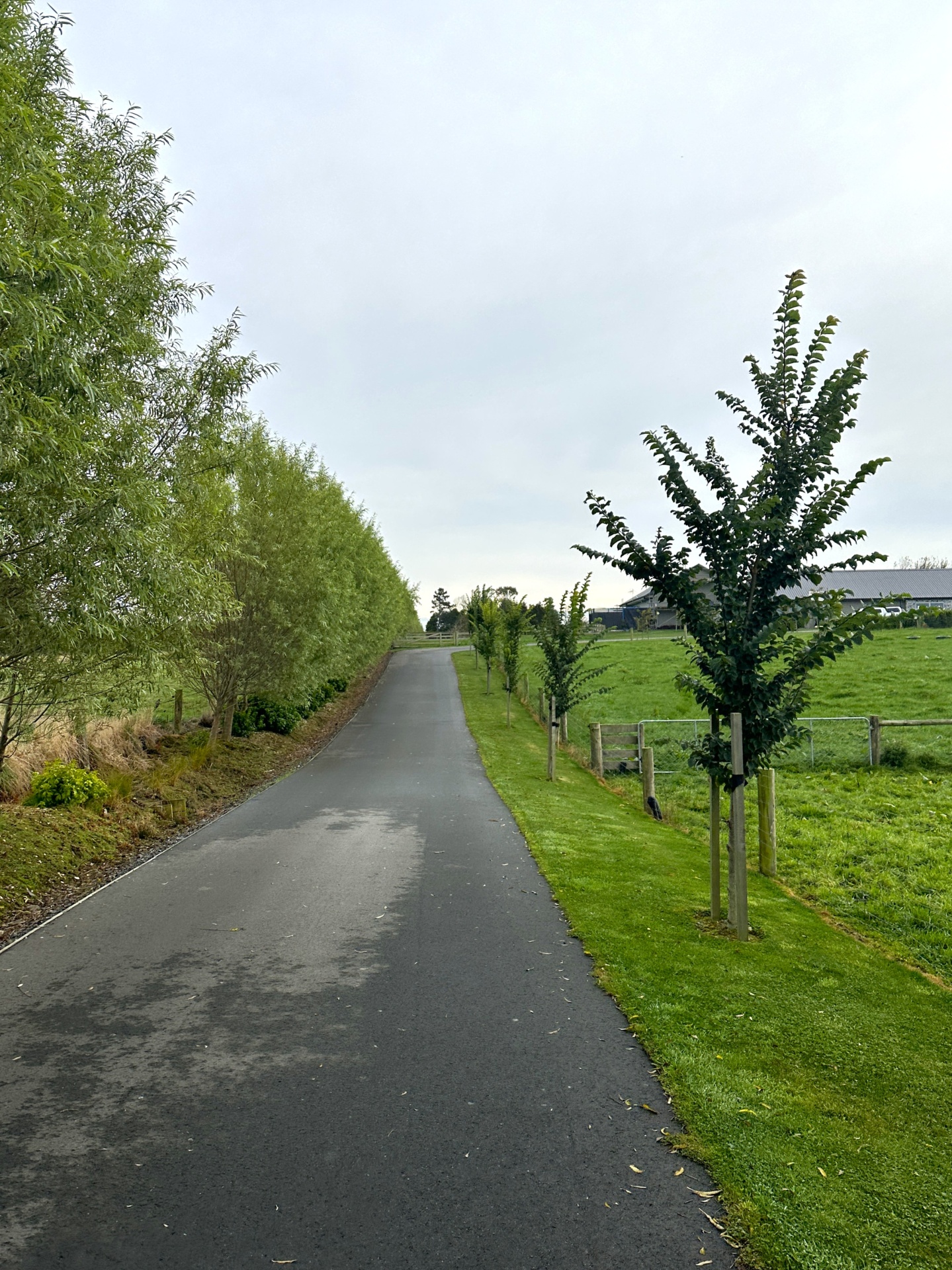 Ulmus Greoenveld 