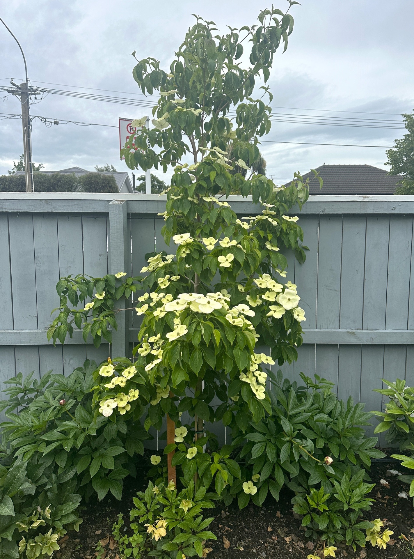 Cornus Greenvale