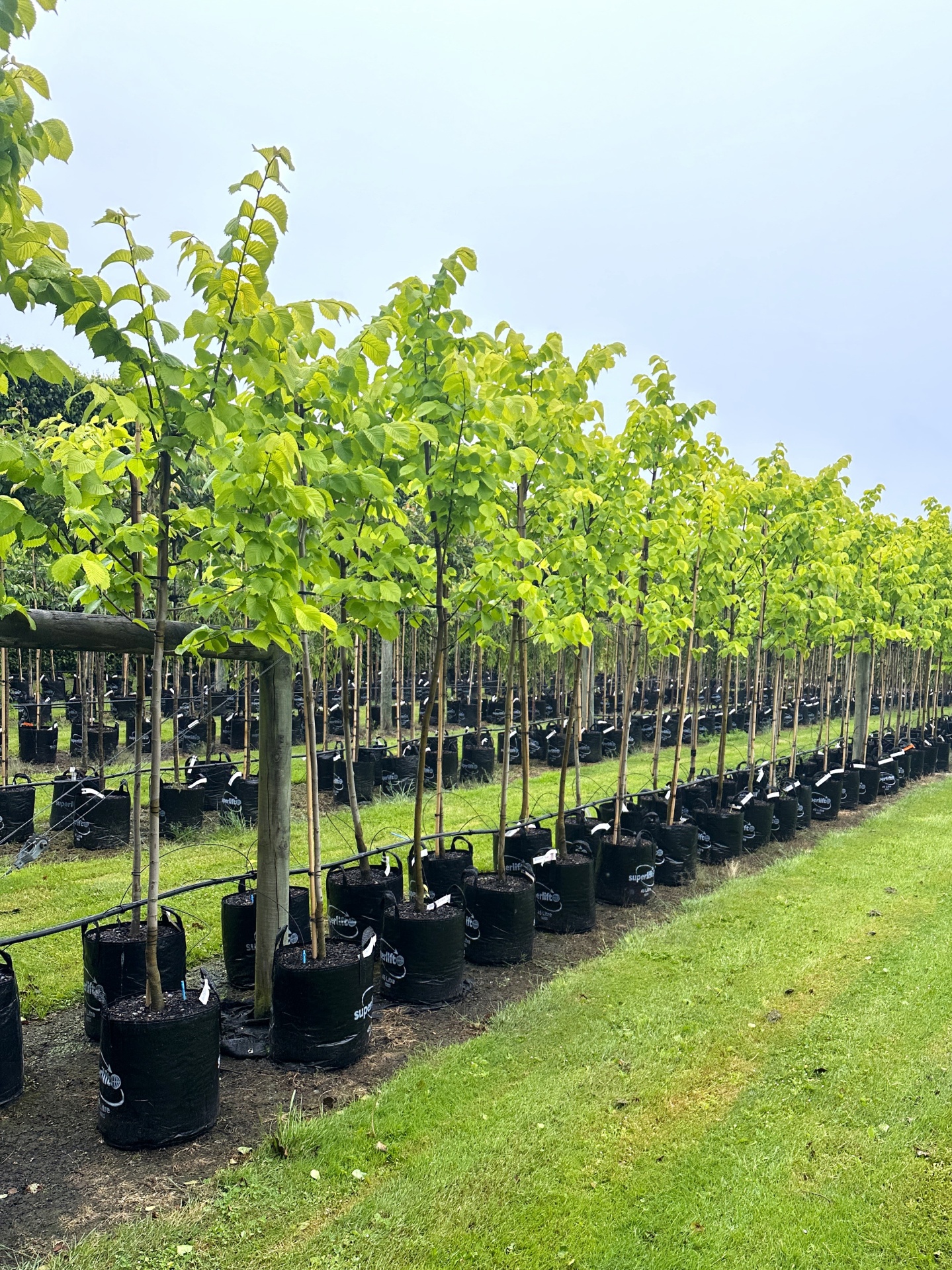 Golden Elm - Ulmus louis van houte in nursery 