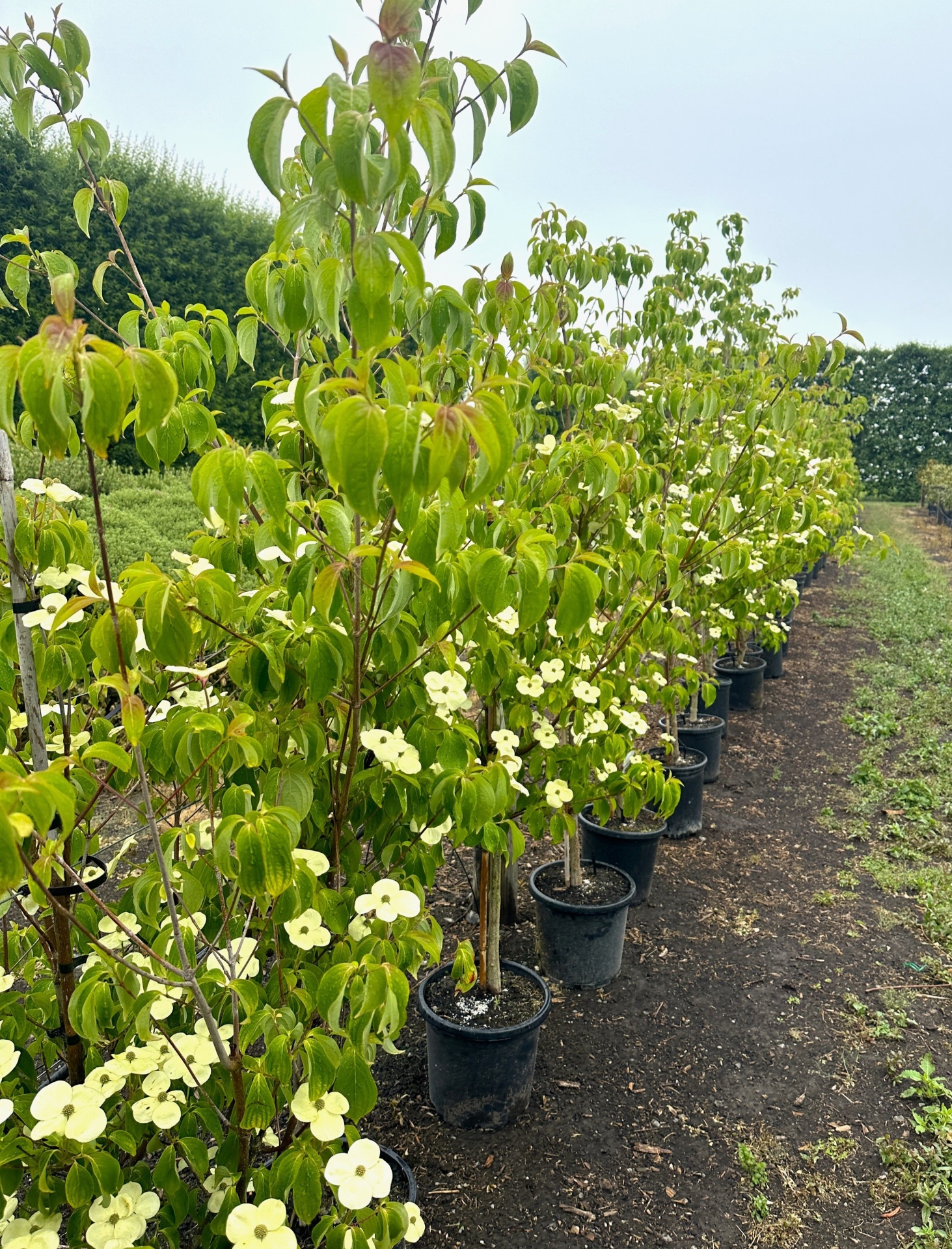 Cornus Greenvale in nursery