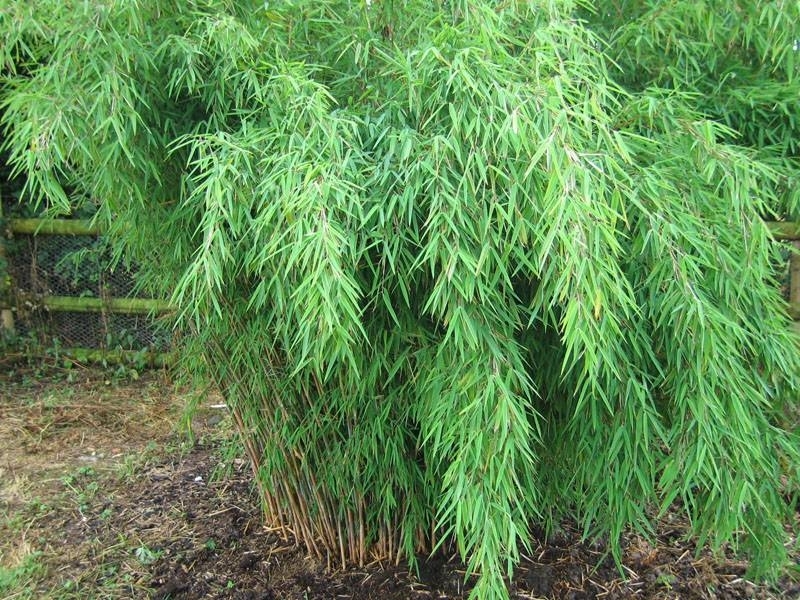 Fargesia nitada - Chinese Fountain Bamboo