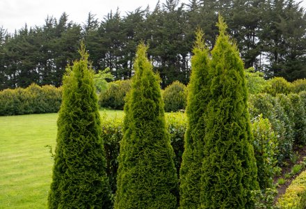 Thuja Smaragd  (1)