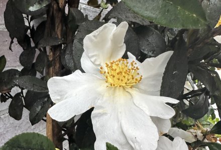 Camellia Setsugekka