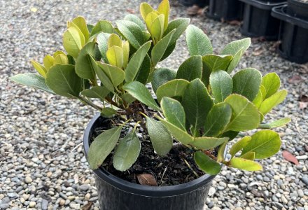 Rhaphiolepis Oriental Pearl 3L (1)