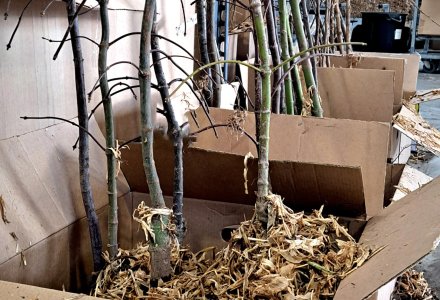 bare rooted trees in box