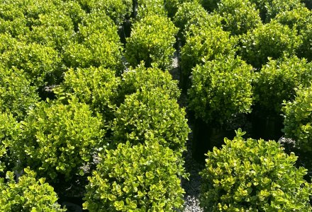 Buxus Freedom - Balls 