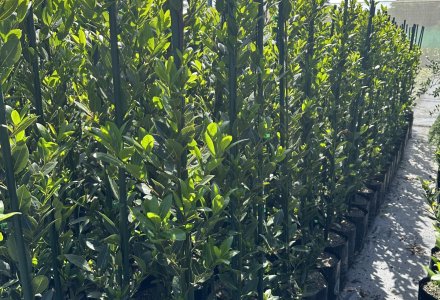 Laurus Nobilis columns 