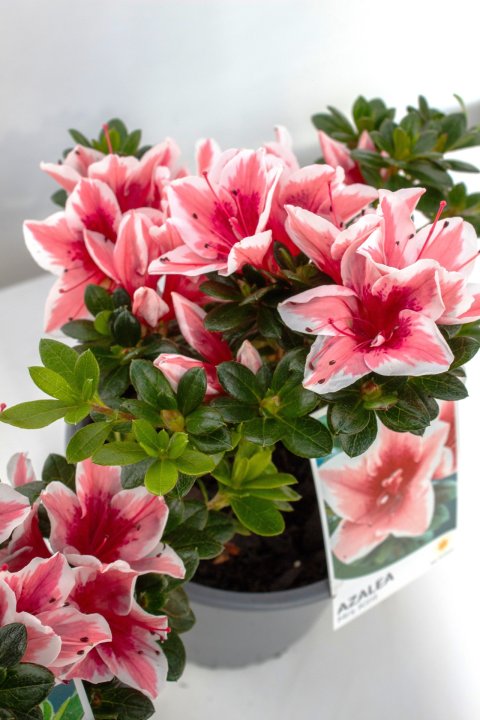 Azalea Mrs Kint