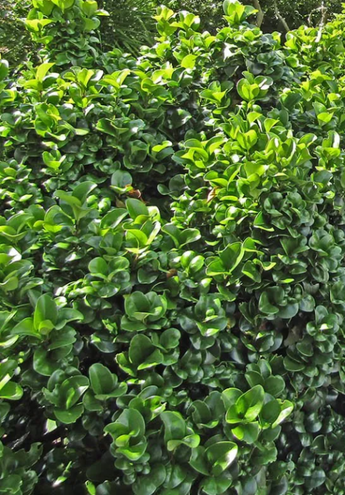 Ligustrum japonica rotundifolium