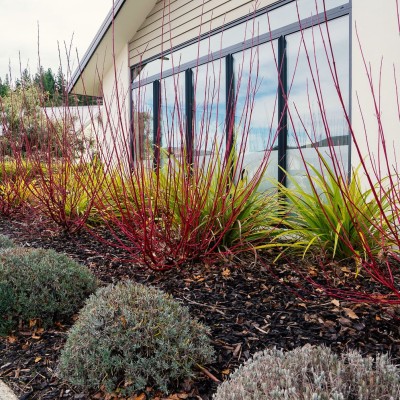 Standout Winter Colour That Works in Your Garden