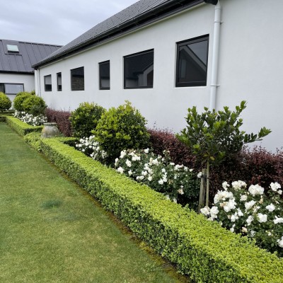 Buxus: A Timeless Classic for Any Garden Style