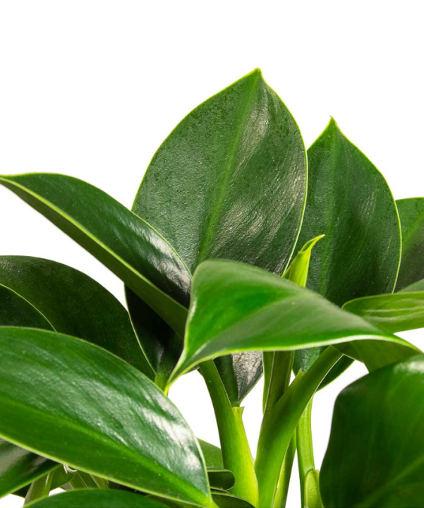 Philodendron Green Princess | The Plant Store NZ