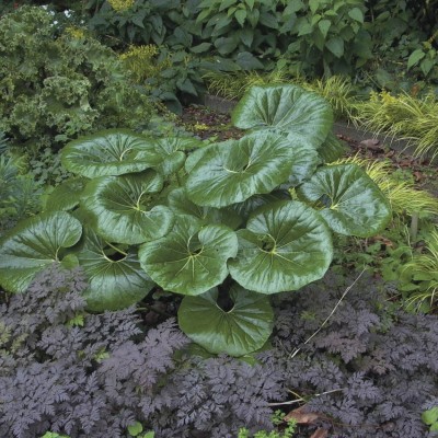 Ligularia reniformis: The Tractor Seat Plant That Works Hard in the Garden