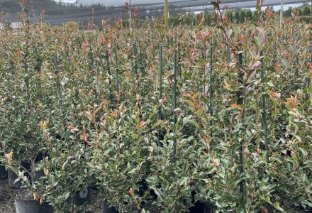 Camellia Fariy Blush (1)