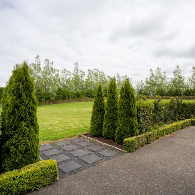 Privacy Plants That Work Hard Without the High Cost