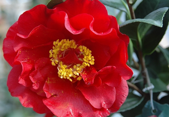 Camellia Bob Hope