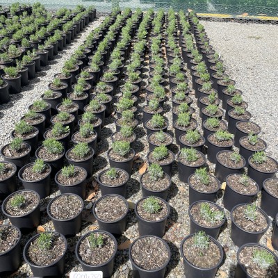 Future Crops NZ: Get the Plants You Want, When They’re Ready