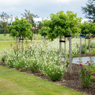 Gaura, Verbena and Salvia, A Light and Long Performing Garden Combination