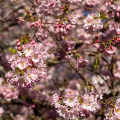 Spring Planting Guide: How to Set Your Garden Up for Success This Season