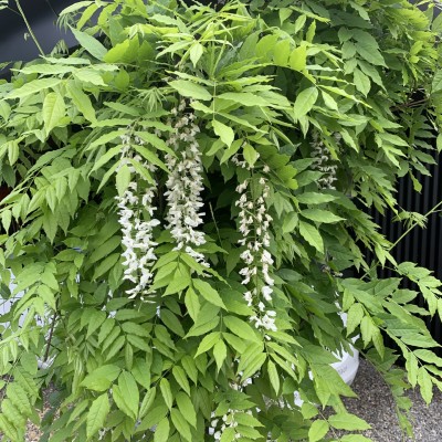 Climbers: The Smart Way to Add Height, Colour, and Character