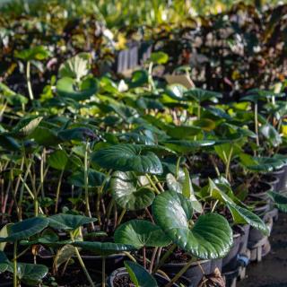 Ligularia Reniformis (1)