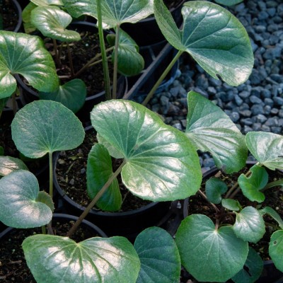 Ligularia Looking Sad After Winter? Here's What to Do