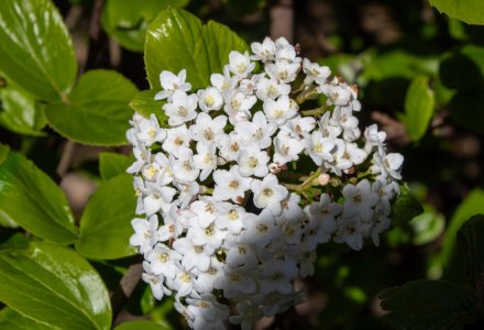 Viburnum (1)