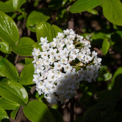 Deciduous Viburnums That Wow in Spring