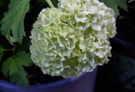Viburnum Mariesii (1) (1)