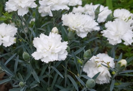Dianthus-Mrs-Sinkins-White-P68DIAMSW