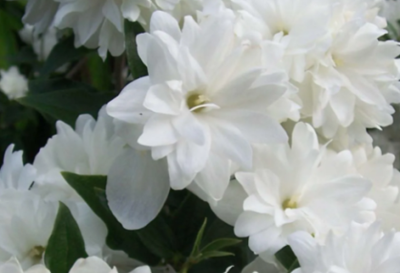 172985_20240723114224-1721691744_postcard