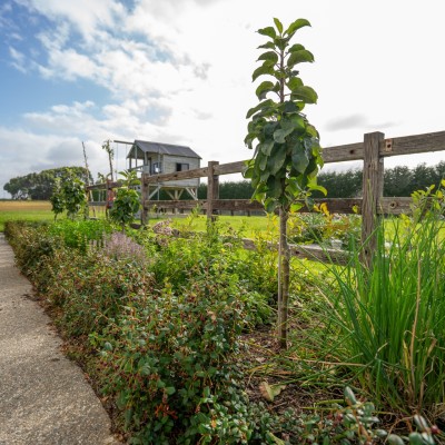 Edible Essentials: Reliable Fruiting Plants and Herbs for NZ Gardens