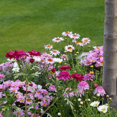 How to Quickly Add Colour to a Garden That Feels Flat