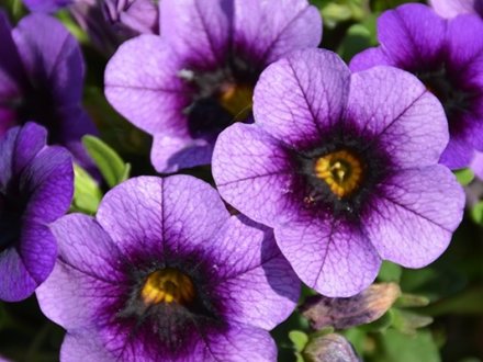 Calibrachoa Superbells Grape Punch