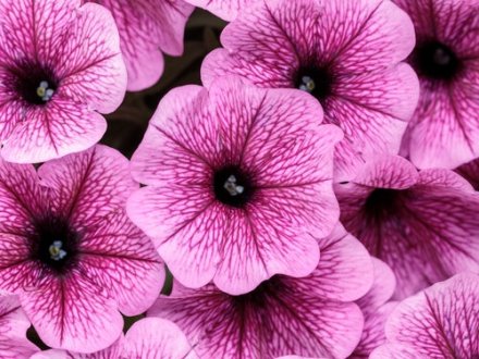 Petunia Supertunia Mini Vista Plum Veined (1)
