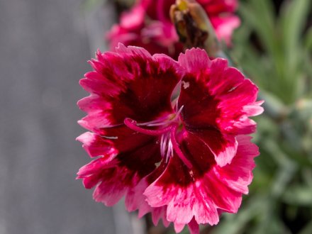 Dianthus Cherryburst (3) (1)