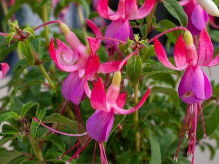 fuchsia shadow dancer sophia (5)