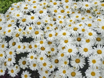 Leucanthemum Whoops A Daisy (1)