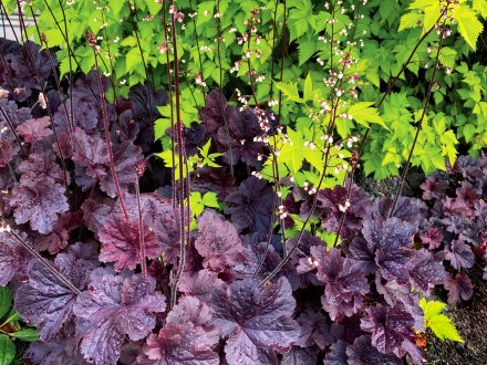 Heuchera-Northern-Exposure-Black-7 (1)