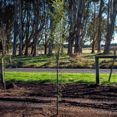 The One Thing You Must Do Before Planting