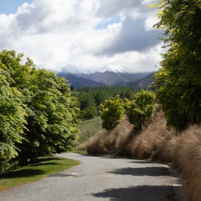 Driveway Trees That Work in NZ Gardens