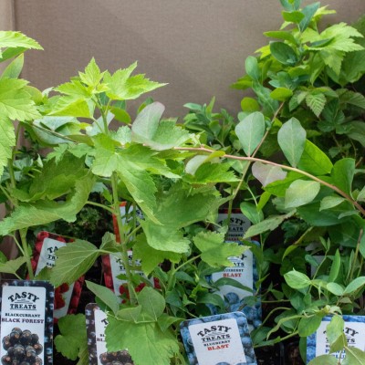 Berries belong in the garden, not just the vege patch