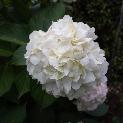 How to Deadhead and Prune Hydrangeas